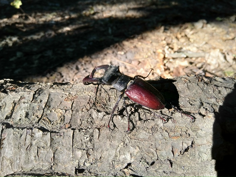 Алексей Солнечный | Луганск