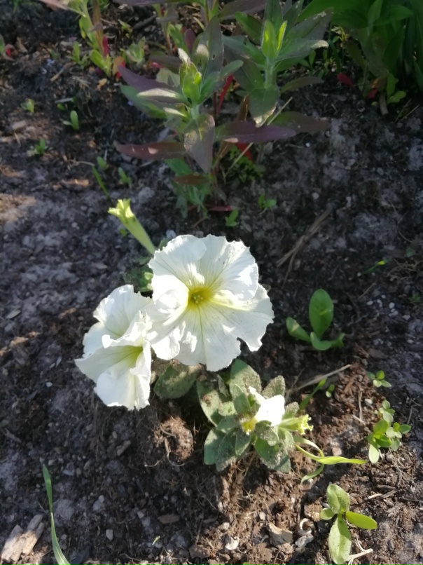 Антонина Шаркова | Онега