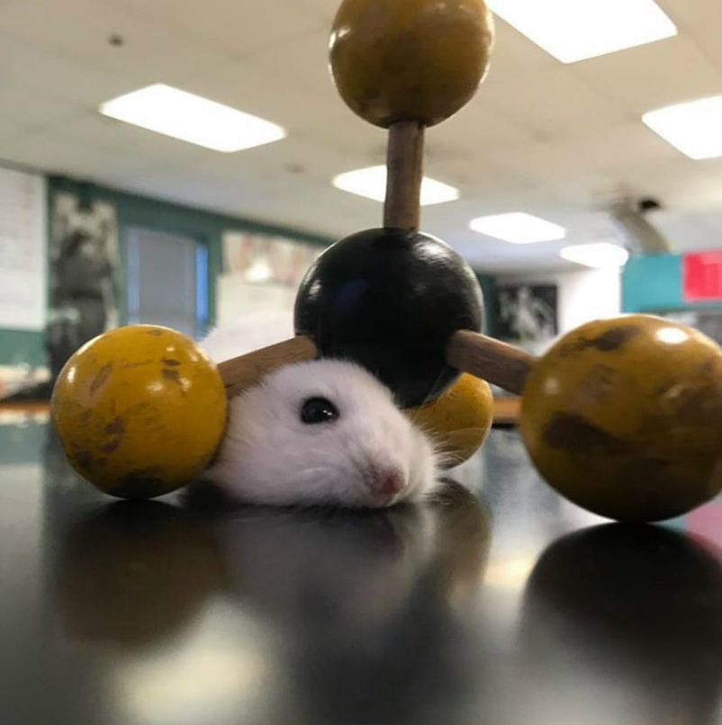 Анастасия Вахрушева | Санкт-Петербург