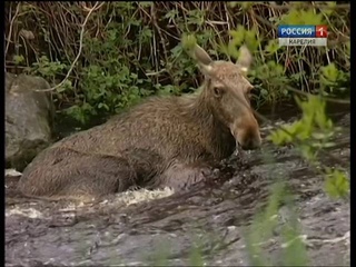 В Карелии появится новый ландшафтный памятник природы