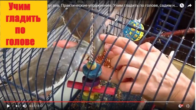 КАК ПРИРУЧИТЬ ПОПУГАЯ. Практические упражнения. Учим