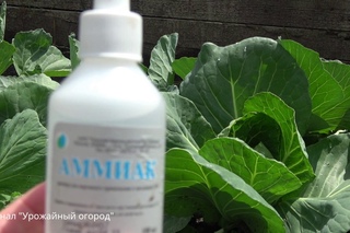 НАШАТЫРНЫЙ СПИРТ И ЗОЛА - СУПЕР СРЕДСТВА ДЛЯ КАПУСТЫ!УДОБРЕНИЕ И СРЕДСТВА ОТ ВРЕ ...
