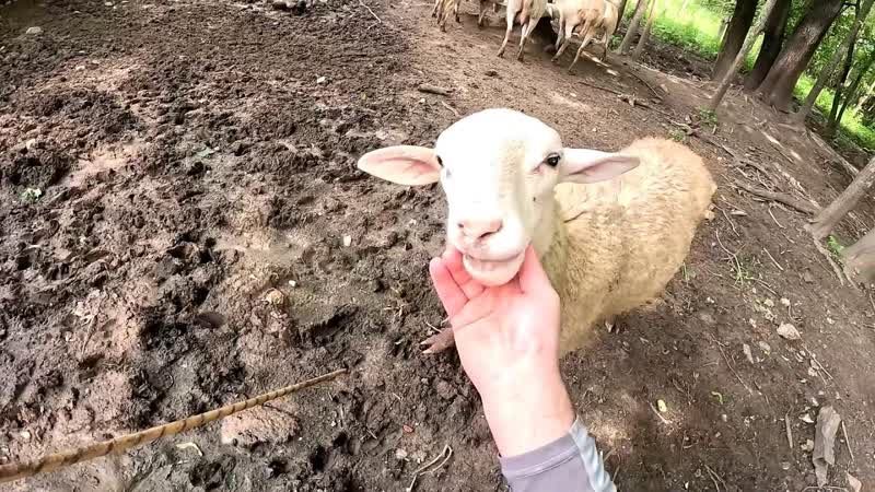 Буду сокращать поголовье Что они будут кушать зимой ХУТОР В