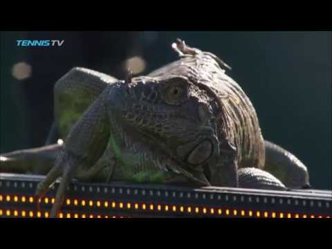 Iguana invades tennis court and runs across it at 2017 Miami