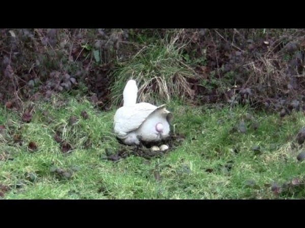 Amazing Clip Of A Goose Laying An Egg. Close