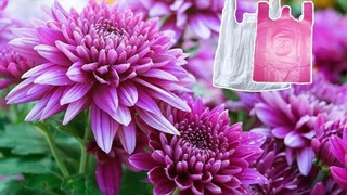 How to make beautiful flower from plastic bag | Bunga Krisan dari kresek DIY Craft Flower