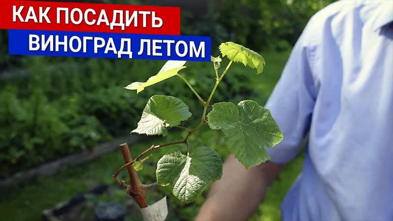 Как посадить виноград
