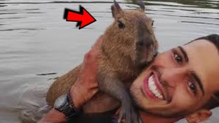 Guy saved abandoned tiny capybara and now they live and swim together