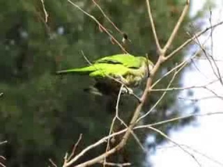 Попугай-монах / Monk Parakeets / Myiopsitta monachus