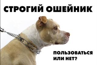 Строгий ошейник для собаки. Когда он нужен?