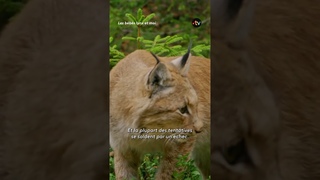Pour chasser, ce lynx fait un spectaculaire bond de 8 mtres !  #animaux #lynx #francetv