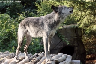 Summertime Wolf Howl