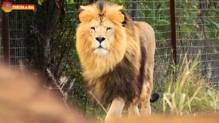 С виду интеллигентный лев, а ТАКУЮ ЗАВАРУШКУ устроил! Тайган. Lions life in Taigan.