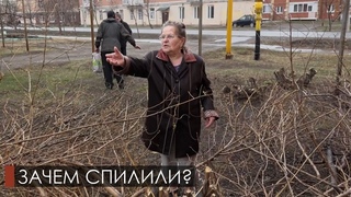 По улице Мира спилили кустарники
