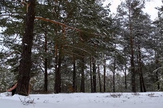 Forest relaxation