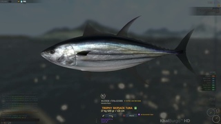 Trophy Skipjack Tuna ( 17 kg 520 gr ) - Greenland: Tiniteqilaaq  Fisher Online