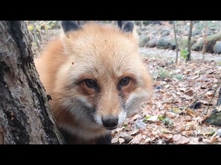 ЛИ СЯО. Алиса - Лиса. Стащила из холодильника пакет