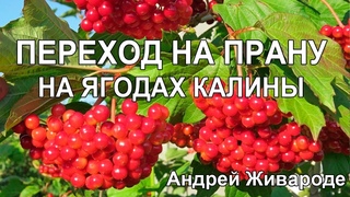 Переход на прану на Калине (Ягода).  Андрей Живарод  / * BRAVO TV *