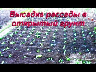 ДНЕВНИК ТАБАКОВОДА № 9 ( . Подробно о высадки в грунт рассады )